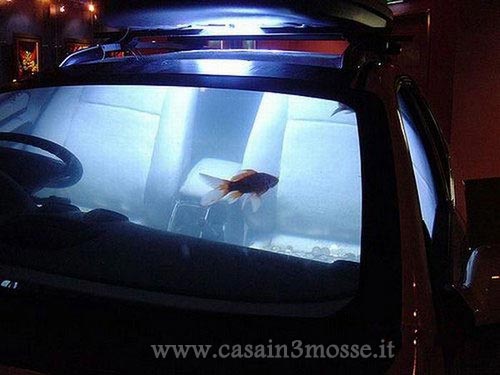 casain3mosse - automobile acquario3.jpg