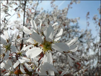 casain3mosse - fiori bianchi.jpg